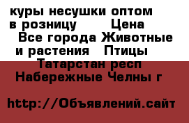 куры несушки.оптом 160 в розницу 200 › Цена ­ 200 - Все города Животные и растения » Птицы   . Татарстан респ.,Набережные Челны г.